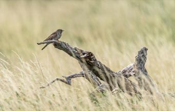 Juvenile Cuckoo