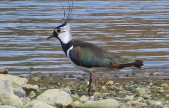 Lapwing