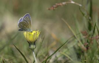 Common Blue butterfly / Photo by Andrew Wilson