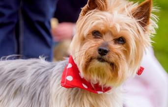 Marble Hill Dog Show