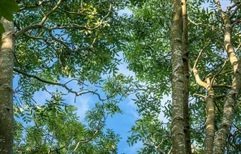 Leaves and branches of Ash trees looking up with the sky behind them