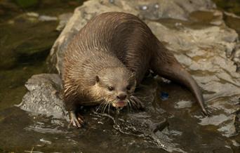 Asian short clawed otter