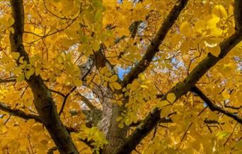 Autumn Walk