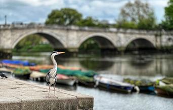 Richmond Bridge