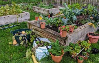 Barnes Community Growing
