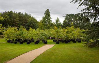 Beuys' Acorns Oak Circle