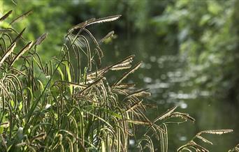Beverley Brook (Photo by Andrew Wilson)