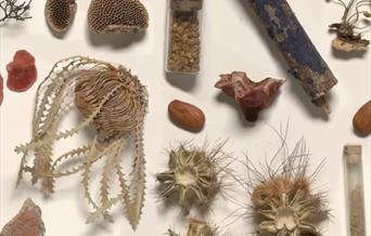 Beyond the Gardens: Collecting and Curating at Kew