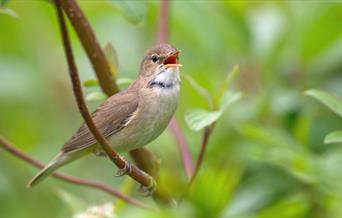 Bird Song Walk - Richard Allen