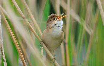 Spring Bird Song Walk