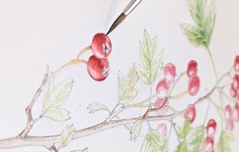 A sketchbook image of red berries on a branch