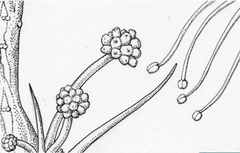 Botanical pen and ink Intermediate