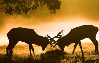 Bushy Park Photography