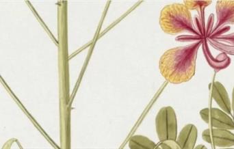 Caesalpinia Pulcherrima 3D embroidery
