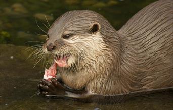 Otter and fish
