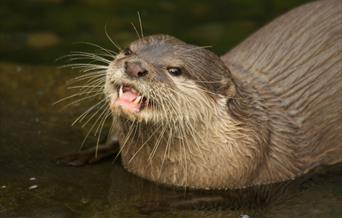 Asian short clawed otter