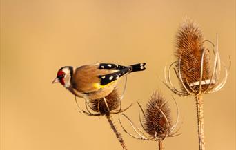 Common Bird Photography Workshop- Image credit Harry Rice -