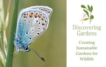 Creating Sustainable Gardens for Wildlife