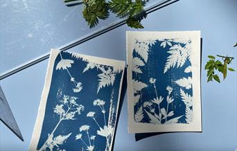 Queer Ecology Cyanotype Printing Workshop - Image credit: Connor Butler