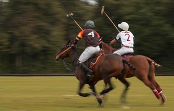 polo pony