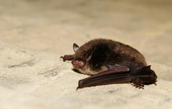 Daubenton's bat (photo by Gilles San Martin)