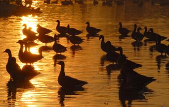 Dawn Chorus - James Lees