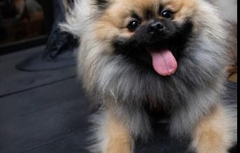 Doggy Saturday