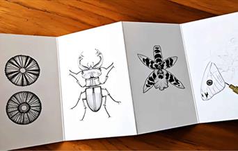Drawing Nature in Pen and Ink