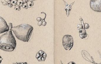 Drawing seed pods