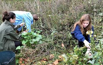Children collecting wildflower seeds