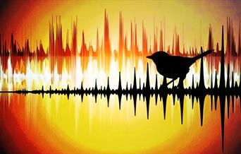 Experience the circadian song cycle of Twickenham's nature chorus.