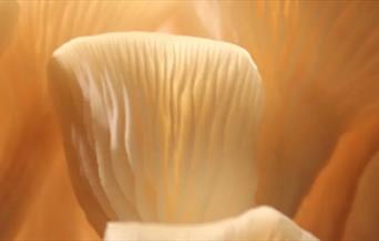 Discover the fascinating world of fungi with The Caley Brothers