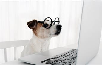 Dog wearing glasses looking at a laptop screen