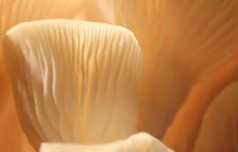 Grow your own mushrooms