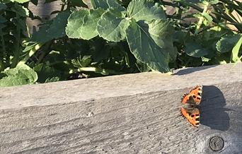 Butterfly on edge of raised bed