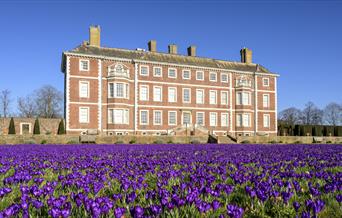 A carpet of purple crocus flowers covers the lawns on the south side of Ham House