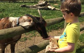 A picture of kid feeding a goat