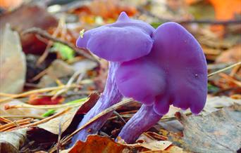 Amethyst Deceiver