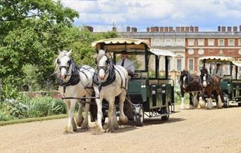 Shire Horse Carriage Rides
