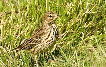 Skylarks