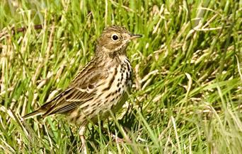 Skylarks