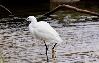 Little Egret