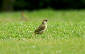 Green Woodpecker