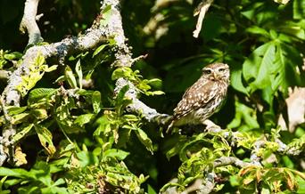 Little Owl