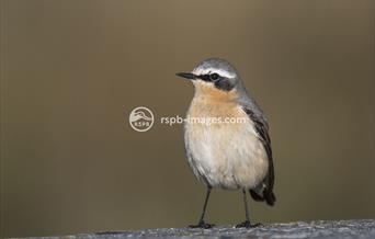 Wheatear