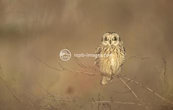 Short Eared Owl