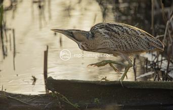 Bittern