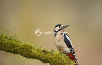 Great Spotted Woodpecker