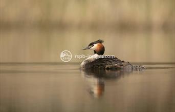 Great Crested Grebe