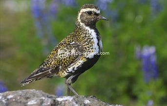 Golden Plover